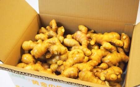 黄金しょうが 約1kg 国産 生姜 しょうが ショウガ 高知県産