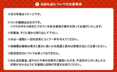 ミディ胡蝶蘭 おまかせ 