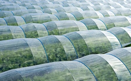 定期便 6回 【ポスト投函】 八女茶 深蒸し茶 煎茶 100g お茶 茶 福岡県 6ヶ月