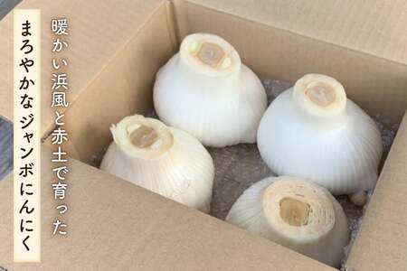 野菜 にんにく ジャンボにんにく 約2kg 【期間限定発送】 [しげさん農園 長崎県 平戸市 hr42bgy420076]