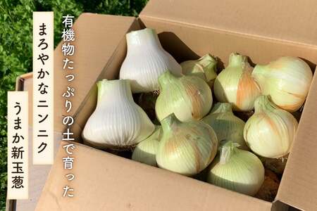 野菜 にんにく 玉ねぎ セット ジャンボにんにく 約1kg 新玉葱 約5kg 詰め合わせ 【期間限定発送】 [しげさん農園 長崎県 平戸市 hr42bgy420132]