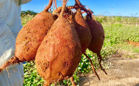 紅芋 久米島産ちゅら恋紅芋100％使用 『べにいもタルト』大2箱（20個） 紅いも