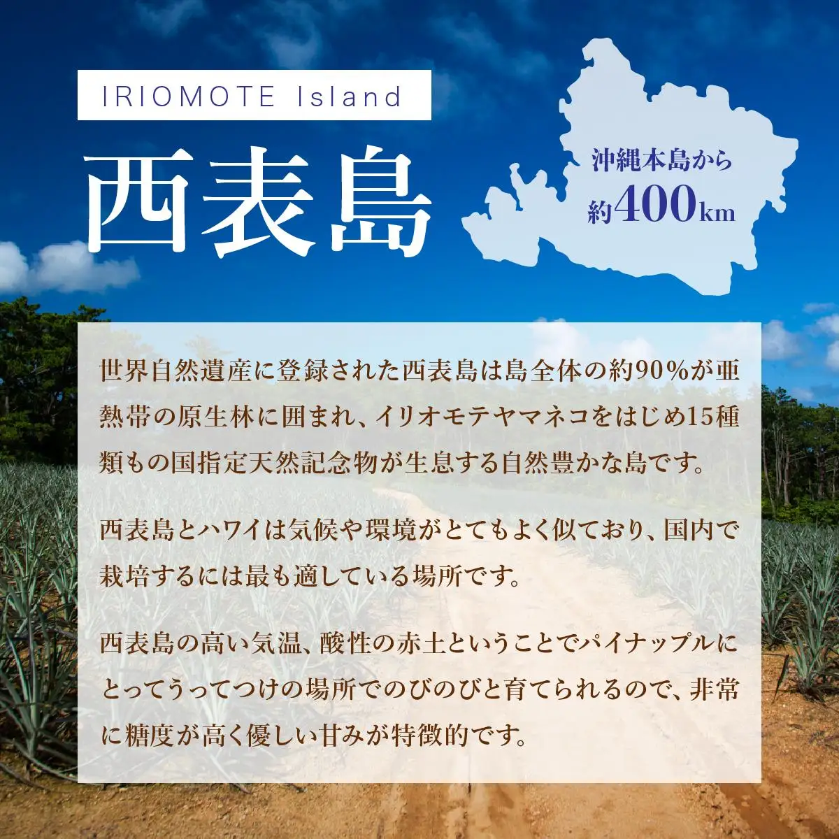 ＜訳あり！＞ピーチパイン9kgセット