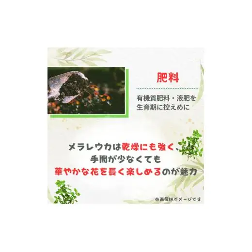 メラレウカ　タイムハニーマータル ／ メラレウカ タイムハニーマータル 植物 観葉植物 ハーブ 鉢植え