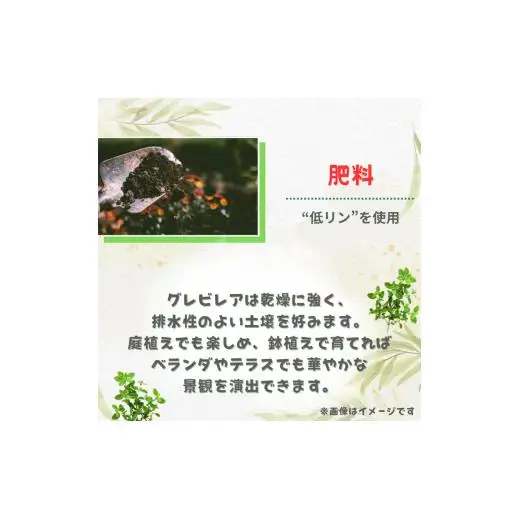 グレビレア　フォレストランブラー ／ グレビレア フォレストランブラー 植物 観葉植物 鉢植え