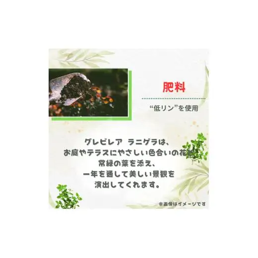 グレビレア　ラニゲラ ／ グレビレア ラニゲラ 植物 観葉植物 鉢植え