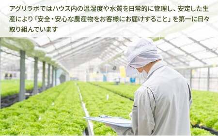 【6ヶ月定期便】美濃国やさいセット 計12袋 ｜ 野菜 野菜セット レタス フリルレタス 水耕栽培 安全 安心 衛生的 新鮮 シャキシャキ 産地直送 サラダ サンドイッチ ※離島への配送不可