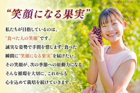【期間限定発送】 デラウェア 秀品 5～8房 約 1kg [治右衛門果樹園 山形県 高畠町 tk06ays830010]