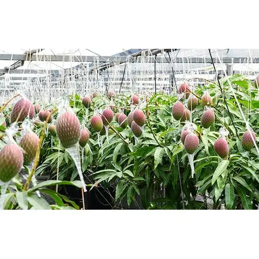 【先行予約】鉢植栽培 完熟マンゴー 3L×2個　宮崎県西都産 数量限定 サムライファーム 2026年発送＜24-2a＞