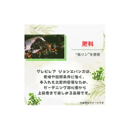 グレビレア　ジョンエバンス ／ グレビレア ジョンエバンス 植物 観葉植物 鉢植え