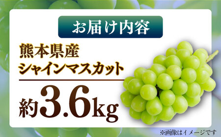【先行予約】【数量限定】 シャインマスカット 約3.6kg マスカット 葡萄 ぶどう 熊本 フルーツ 野菜 果物 【日本フルーツ株式会社】[ZFJ042]