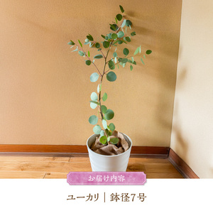 チーム田主丸『ユーカリ苗木７号鉢』 _ 苗木 7号鉢 ユーカリ チーム田主丸 1本 ユーカリの苗木 庭木 鉢植え 植木 ドライフラワー スワッグ リース リラックス効果 虫よけ 常緑樹 シンボルツリー ガーデニング 植物 インテリア お手入れ簡単 育て方付き お取り寄せ 福岡県 久留米市 送料無料  〔Hf039〕