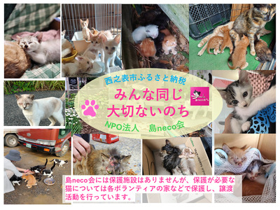 【返礼品なし】猫愛護活動支援 NFN641 【250PT】// 特定非営利活動法人　種子島 島neco会