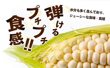 ホワイトコーン 約2.5kg 野菜 とうもろこし 野菜セット 