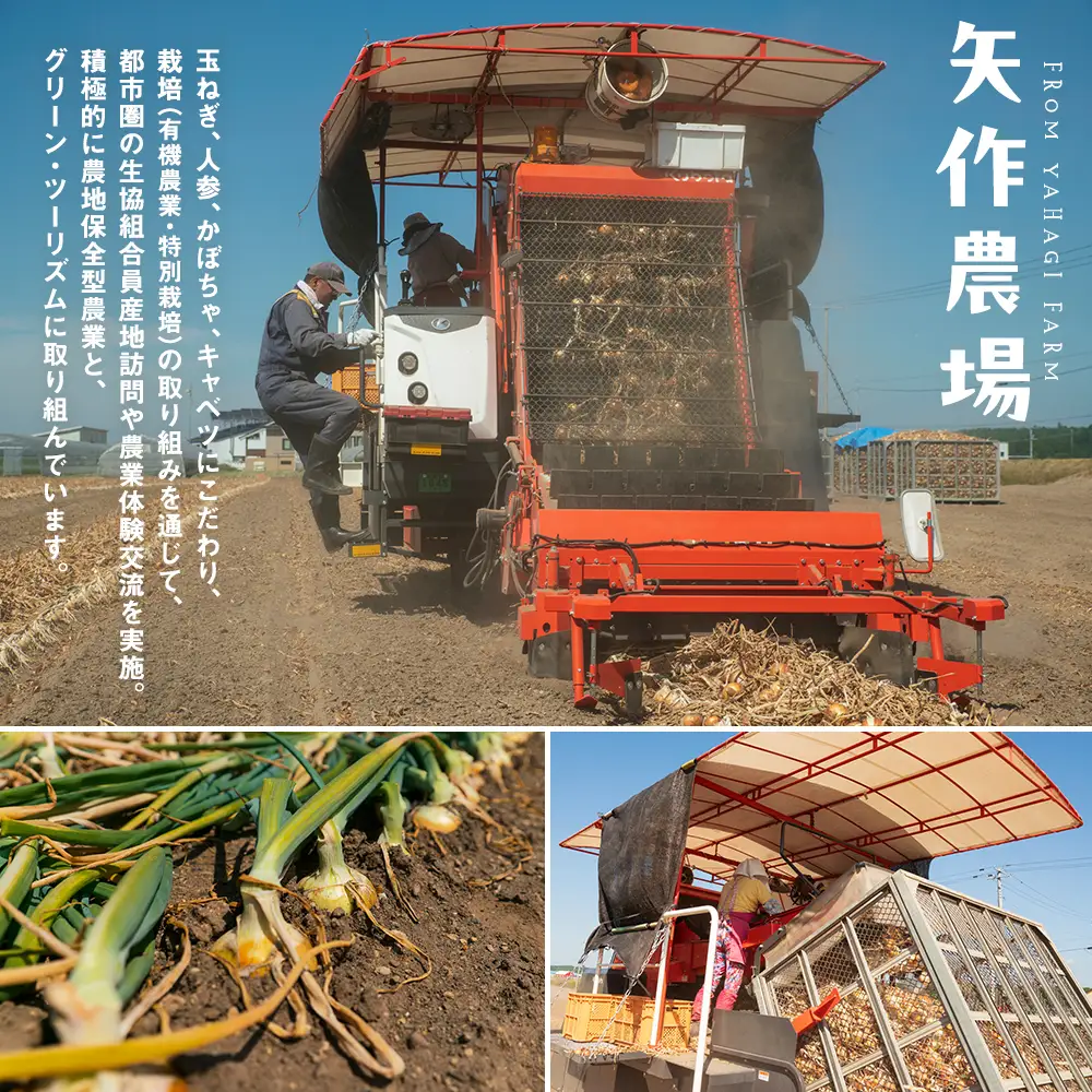 【先行受付】R8年産 有機栽培玉ねぎ・かぼちゃセット 合計20kg | 玉ねぎ たまねぎ タマネギ 玉葱 かぼちゃ カボチャ 南瓜 セット 詰め合わせ 大容量 オニオン パンプキン 甘い 有機栽培 国産 産地直送 北海道 津別町 送料無料