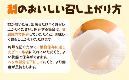 『坂西果樹園』の豊水梨 期間限定 たっぷり約5kg(8-15玉前後)こだわり抜かれた栽培方法！予約受付中 熊本県玉名郡玉東町産『坂西果樹園』なし 豊水 果物 スイーツ フルーツ デザート スムージー 熊本県玉東町《8月中旬-9月中旬頃出荷》｜ブランド梨 人気梨 特産品梨 熊本県梨 玉東町梨 大人気返礼品