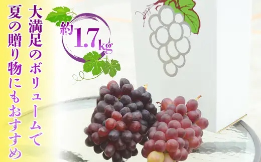 【2026年7月中旬～順次発送】ぶどう詰め合わせ 約1.7kg　デラウエア3房＋ここにしかないオリジナル品種おまかせ2種　希少品種 食べ比べ フルーツ 果物 くだもの 葡萄 中村オリジナルぶどう園 デラウエア ぶどう ブドウ めずらしい 大阪 河内長野 甘い