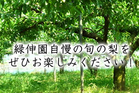 『緑伸園』旬の梨 たっぷり約3kg (旬の品種をお届けします！) 4-8玉前後入り《8月中旬-9月下旬頃出荷》 期間限定 予約受付中熊本県玉名郡玉東町産　｜ブランド梨 人気梨 特産品梨 熊本県梨 玉東町梨 大人気返礼品