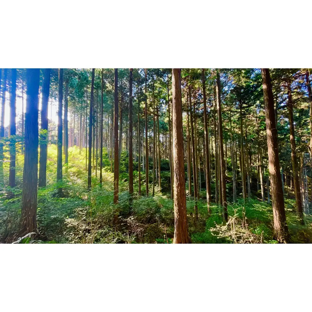森のたより　Kinopen ひのき