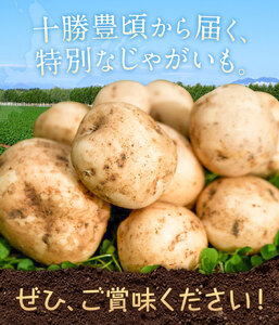 【2026年秋出荷】先行予約 十勝野じゃがいも きたあかり 10kg 按田農場《2026年10月中旬-11月末頃出荷》北海道 豊頃町 十勝野 じゃがいも 農家直送 数量限定