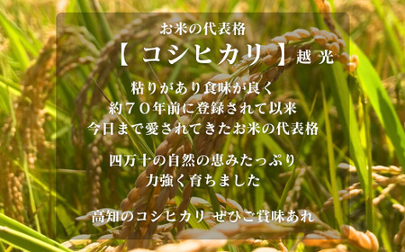 【令和7年産】四万十市産 コシヒカリ 玄米 20kg 栽培期間中農薬・ 化学肥料・除草剤不使用 国産 こしひかり 2025年産 米 こめ コメ ご飯 高知 四万十 しまんと 農家直送 蕨岡の百姓 福留壯 オーガニック 25-0017