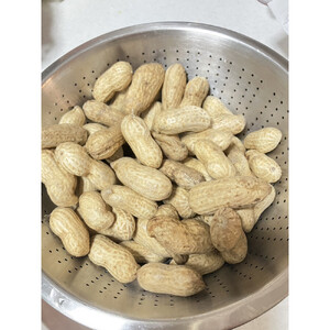 【先行受付・数量限定】愛知県豊田市産 【生落花生】 1.5kg（2026年9月中旬より発送予定）