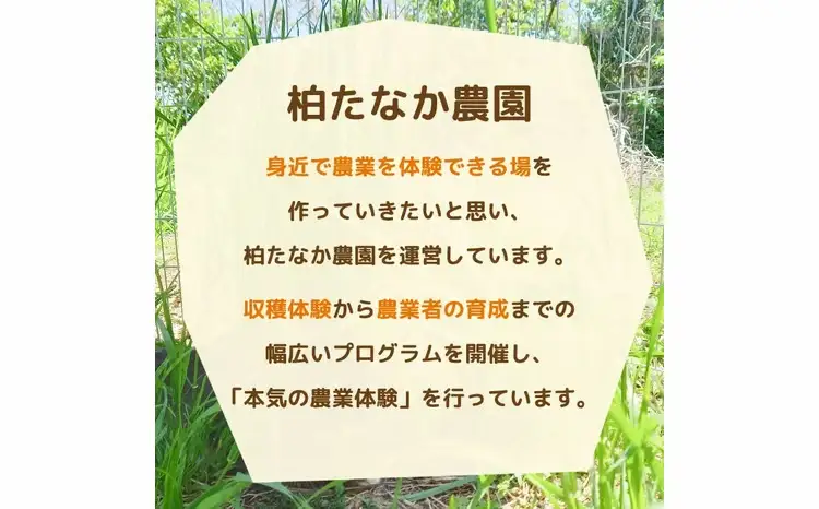 不登校児童生徒の農業体験（2回） 〈 学び 食育 収穫体験 農業体験 体験 収穫 野菜 子供 親子 農作物 ふるさと納税 柏 〉