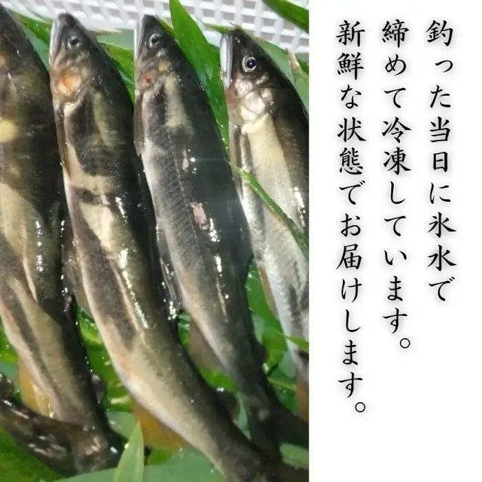 錦川産 天然鮎 冷凍 1kg 10匹程度 落ち鮎 子持ち アユ【錦川漁業協同組合】