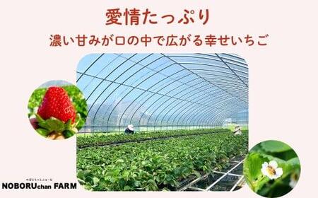 【先行予約】のぼるちゃんファームの古都華 いちご 約540g(270g×2パック) idm001【2027年1～4月発送】