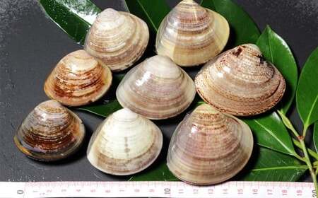 【指定日必須】 蓄養はまぐり 3年～6年もの 500g ハマグリ 蛤 貝 カイ 魚介 魚介類 海鮮 海の幸 冷蔵