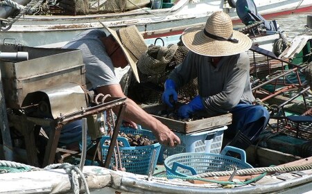 【指定日必須】 桑名産 天然はまぐり 6年～12年もの 500g ハマグリ 蛤 貝 カイ 天然 魚介 魚介類 海鮮 海の幸 冷蔵