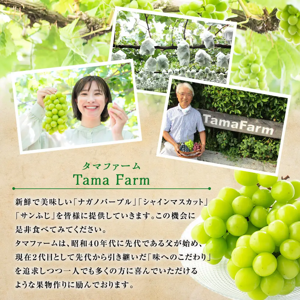 長野市産 シャインマスカット 粒パック ご家庭用 1.2kg（300g×4パック） | シャインマスカット ぶどう 葡萄 フルーツ 