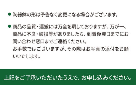 電磁波吸収サボテン 『セレウス・ペルヴィアナス(セレウスサボテン) 』 糸島市 / cocoha 観葉植物 グリーン 緑 インテリア[AWB042]
