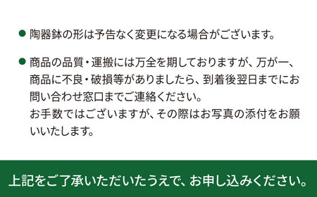 鮮やかなイエローグリーンが美しい 『フィロデンドロン・インペリアルゴールド』 グレースクエアポット付 糸島市 / cocoha 観葉植物 グリーン 緑 インテリア[AWB044]