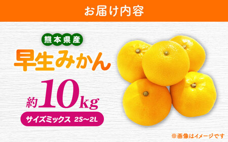 【先行予約】 早生みかん 2S-2L 約10kg みかん 蜜柑 柑橘 フルーツ 果物 【日本フルーツ株式会社】[ZFJ058]