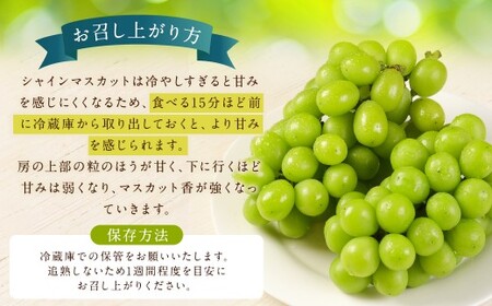 シャインマスカット 農園直送｜収穫当日発送・アフター保証 約5kg（8房～10房）【2026年8月上旬～10月上旬発送】福岡県産 フルーツ ぶどう
