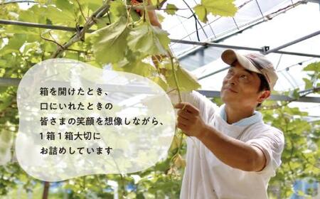 1房お試し定期便! ピオーネ・シャインマスカット・紫苑の3回便(定期便)(岡山県産) 【2026年先行予約】 【KF-T057-01】