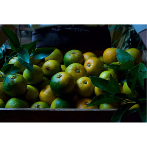 柑橘すだいだいセット2（シロップ2本＆マーマレードジャム1個）　大津島　無添加