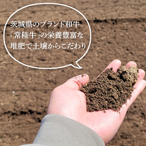 「特撰」干し芋紅常陸　平干し 600ｇ【紅常陸 べにひたち さつまいも サツマイモ 甘い おいしい 袋詰め ギフトボックス 10000円以内】(BV008)
