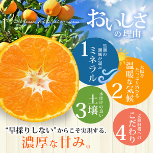 【みかん】 完熟 熊野みかん 3kg【nkmr0009】