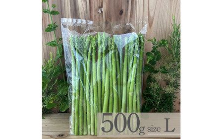 【先行予約】オーガニック サマーグリーンアスパラガス L 500g アスパラガス