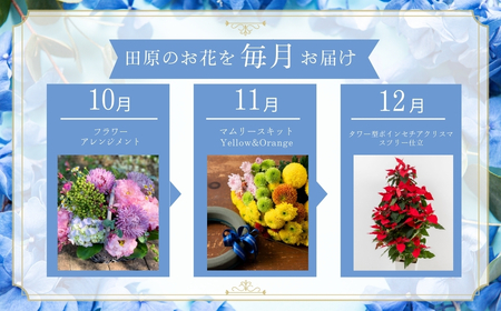 日常にお花がある暮らし タハナ 12回 定期便 フラワーアレンジメント 花 お花 花束 ブーケ 季節 ギフト お祝い 誕生日 記念日 ギフト プレゼント インテリア お洒落 マム カラーマム 愛知県 田原市 バラ ばら 薔薇 花束 花 愛知県 田原市 フラワー 観葉植物