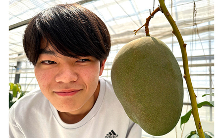 Alon Alon マンゴー（キーツ）栽培期間中農薬不使用 1kg～1.5kg【6月中旬～7月下旬頃発送】