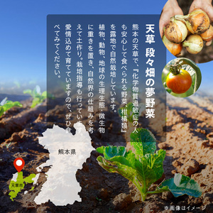 S096-004_季節のおまかせ野菜と果物セット　
