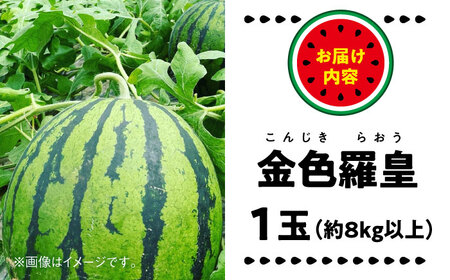 【2026年5月より発送】すいか 金色羅皇 1玉入り 約8kg以上 すいか[AYDA008]