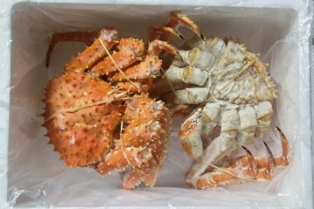 【北海道根室産】本タラバガニ2尾（計1.6kg前後） D-57049