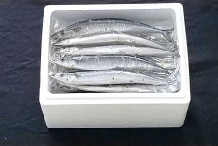 【北海道根室産】冷凍生サンマ20尾（真空パック5尾入×4P） A-71050