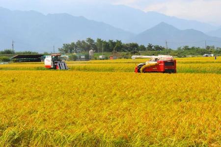 米 令和7年 長野県産 コシヒカリ 5kg（精米） [大北農業協同組合 長野県 池田町 48110835] 