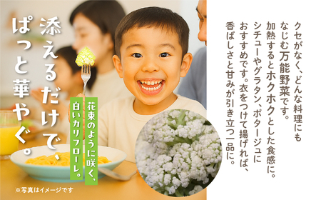 《先行予約》白カリフローレ　2個