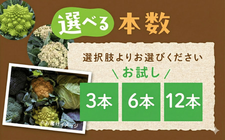 ロマネスコ　6個
